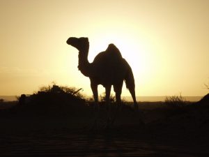 camel and sun