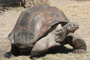 640px-Galapagos_giant_tortoise_Geochelone_elephantopus