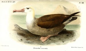 waved albatross