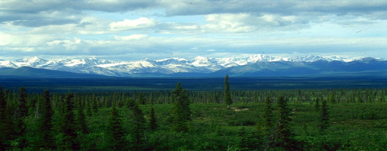 the-boreal-forest